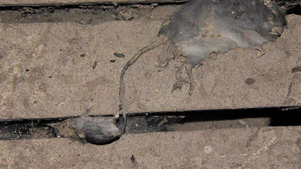 Deze lege stal in Zuid-Oost Brabant is een walhalla voor ratten.