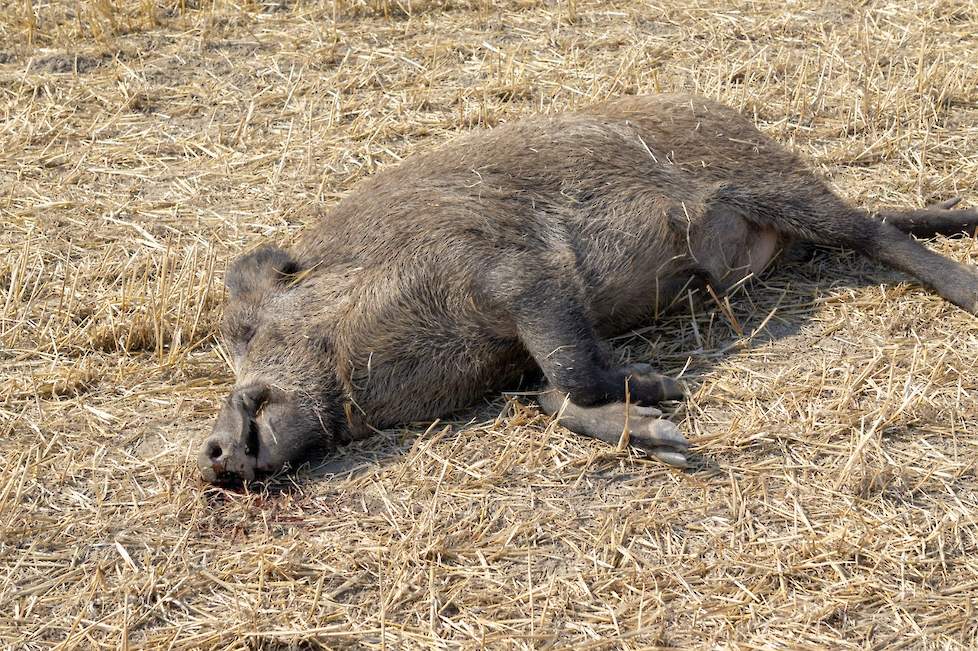 Thema-avond Pigbusiness Gezondheid Dalfsen