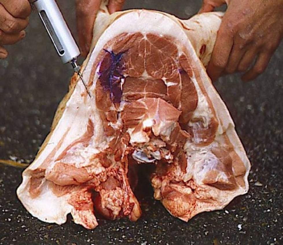 Foute hoek van injectie varken, met kleurstof waar vaccin terecht zou moeten komen