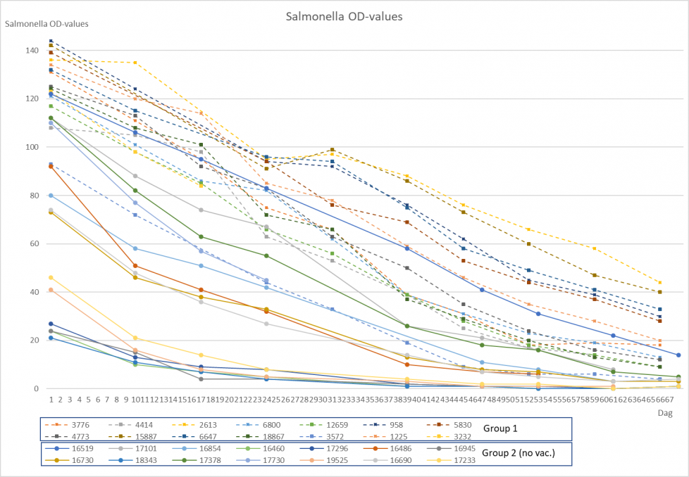 Figuur 1: Chronologische Salmonella uitslagen (serologie) van biggen (groep 1, gestippelde lijnen en groep 2 doorgetrokken lijnen) van dag 1 na de geboorte, wekelijks tot 10 weken leeftijd. Beeld: Tim van Sprang