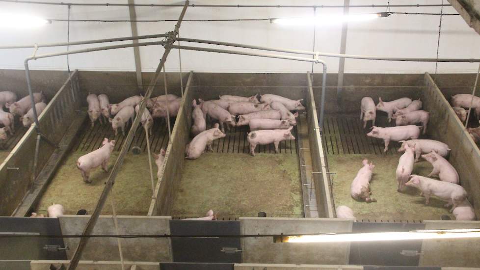 De Nederlandse varkenshouderij is in de ogen van de Italianen een voorbeeld qua dierenwelzijn, management en logistiek. Wat hun echter tegenspreekt is het slachten van de varkens op een leeftijd van 7 maanden en een geslacht gewicht van circa 125 kilogram