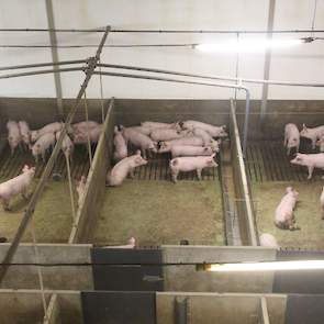 De Nederlandse varkenshouderij is in de ogen van de Italianen een voorbeeld qua dierenwelzijn, management en logistiek. Wat hun echter tegenspreekt is het slachten van de varkens op een leeftijd van 7 maanden en een geslacht gewicht van circa 125 kilogram