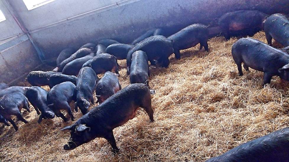 Wat Bartoletti ook opvalt is de homogene varkensstapel in Nederland. „Wij hebben een veel grotere variatie in rassen. Zo heb ik zelf zwarte varkens van het regionale ras Mora Romagnola. Hiervan lever ik er wekelijks 20 af op een leeftijd van 14 maanden en