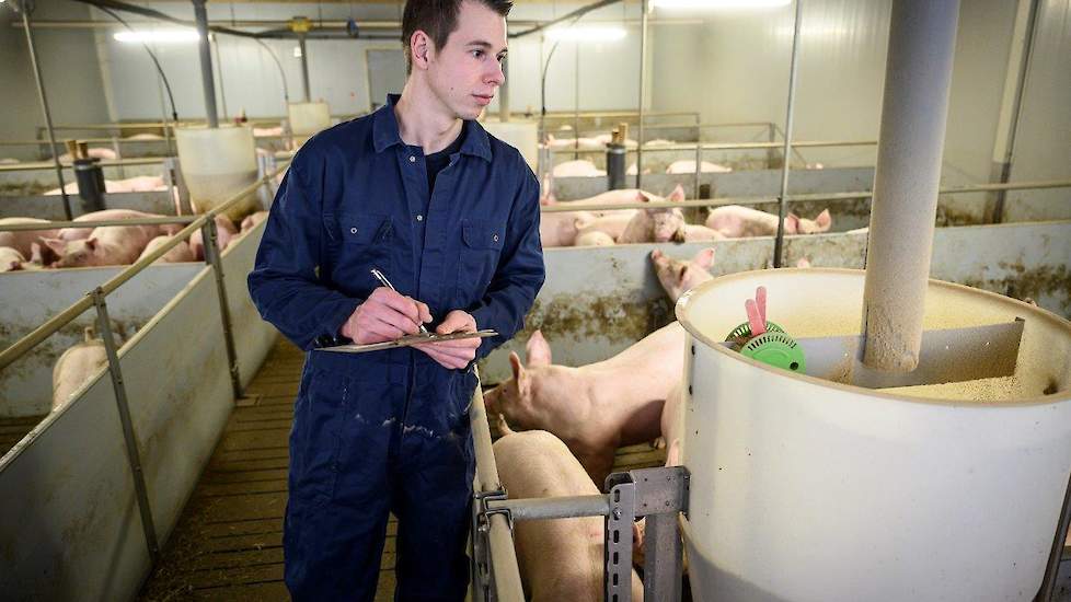 Koen’s doelstelling wat betreft de omvang is duidelijk: hij wil de huidige aantallen handhaven. „Met deze omvang is een goed gezinsinkomen te behalen. Ook praktisch gezien is dit een goede omvang. Zo kan ik elke week een volle vracht varkens afleveren. Ee