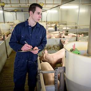 Koen’s doelstelling wat betreft de omvang is duidelijk: hij wil de huidige aantallen handhaven. „Met deze omvang is een goed gezinsinkomen te behalen. Ook praktisch gezien is dit een goede omvang. Zo kan ik elke week een volle vracht varkens afleveren. Ee