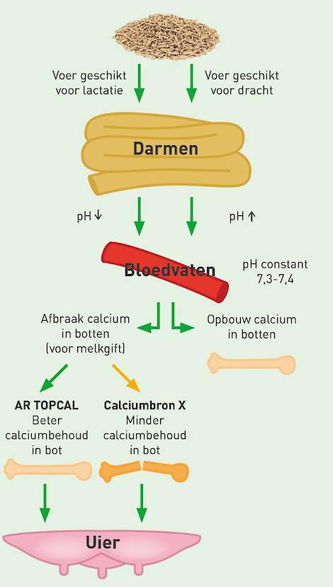 Figuur 1. Schematisch model van calciumhomeostase bij zeugen. voer