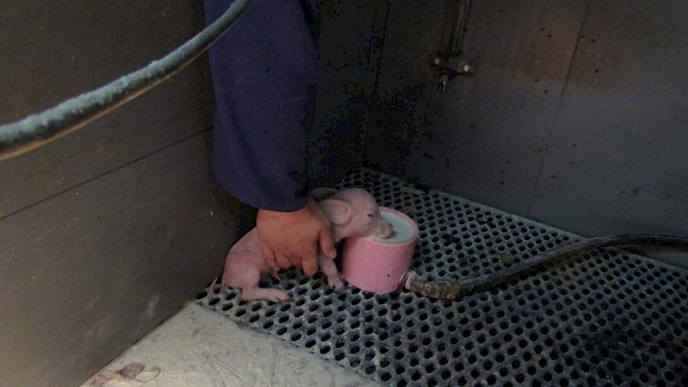 Even wat extra melk leren drinken in melkcubs, die in elk kraamhok aanwezig zijn. Ook hier is de ervaring dat na een klein beetje hulp, de big snel zelfstandig verder gaat. Na enkele moeilijke eerste slokken, dronk ook deze big zelf door.