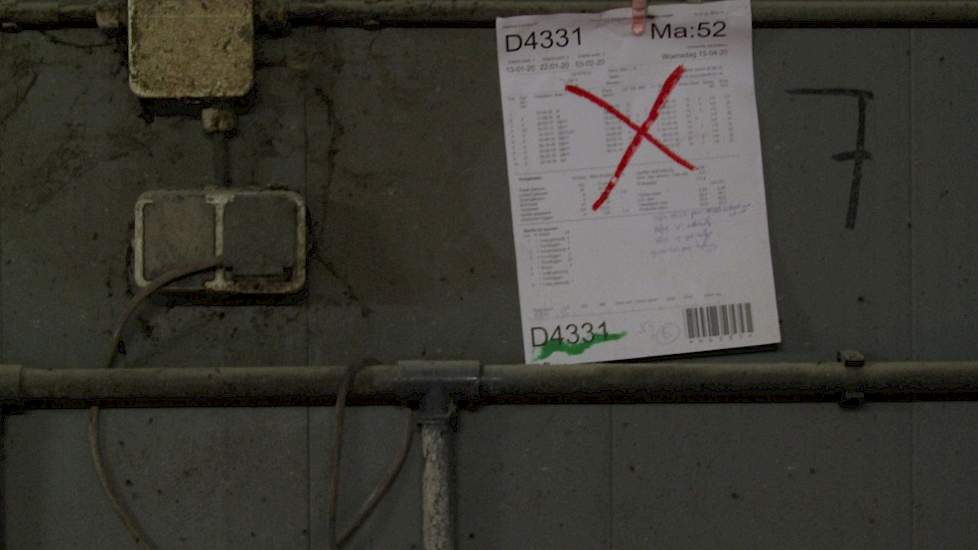 Voor deze zeug is het de laatste toom, ze is te oud of heeft andere problemen. Soms, als deze laatste toom prima is en de zeug zich goed houdt, gaat ze toch door voor een volgende worp.