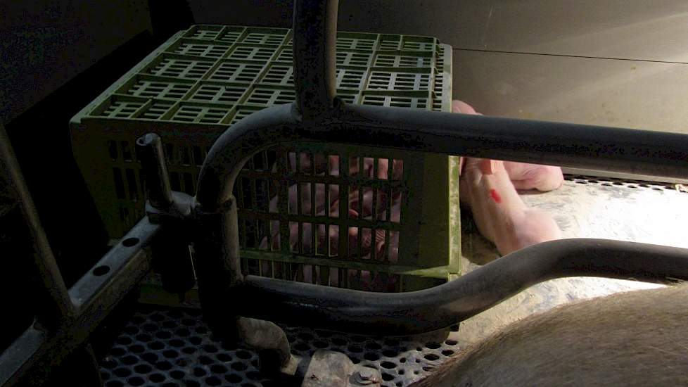 Alle tomen worden op 15 biggen gebracht. Is de toom groter dan gaan de grootste biggen naar een pleegzeug. De geselecteerde zitten onder een krat, zodat ze voor het transport snel kunnen worden opgepakt.