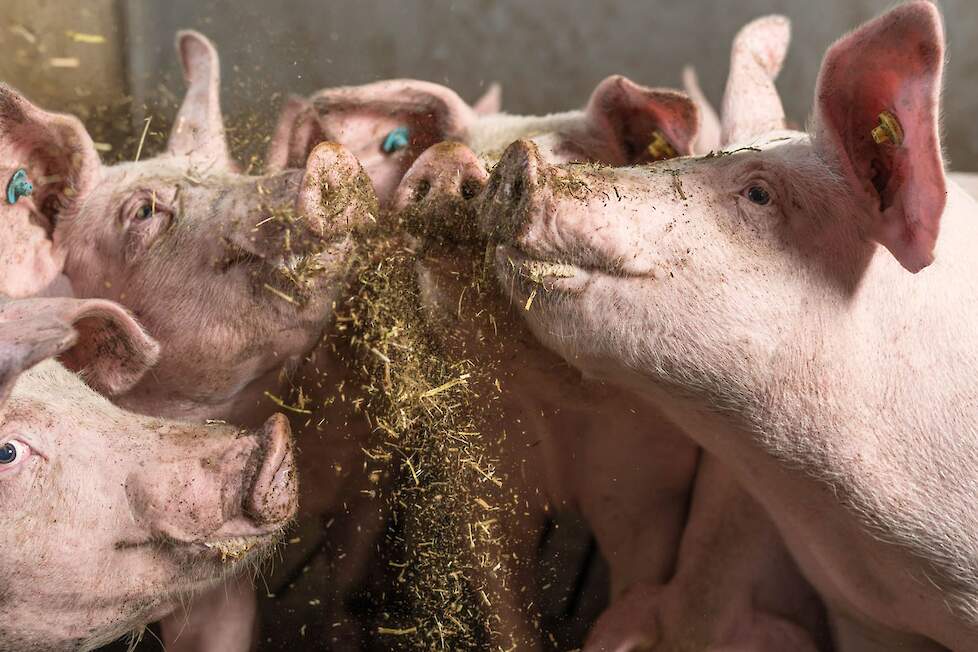 Gaasterlander varkens Frievar