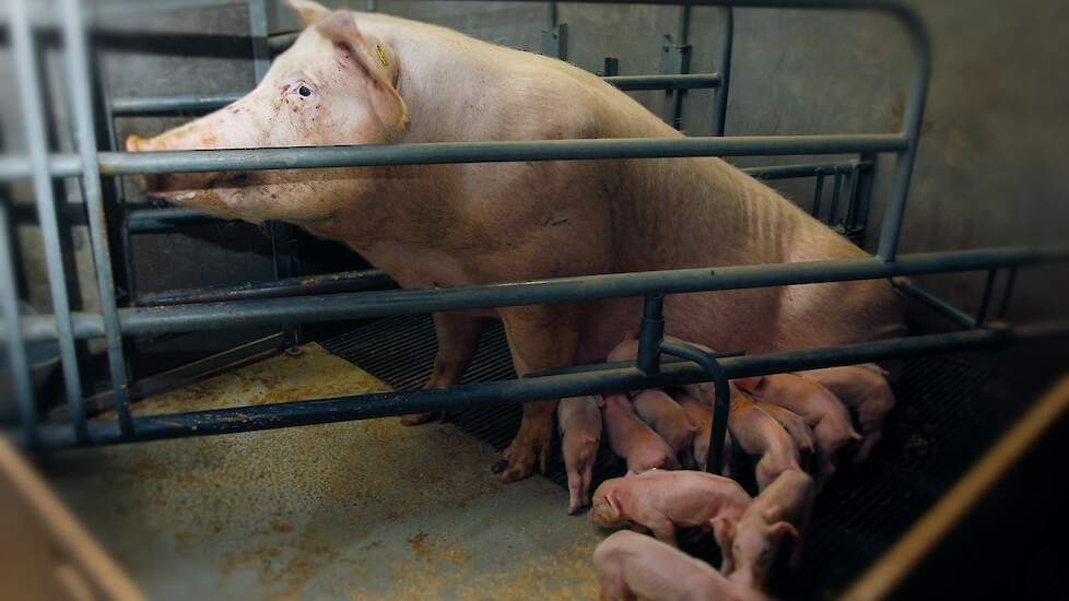 Dierenwelzijnsorganisaties Stop De Kraamhokken En Andere Kooisystemen Pigbusiness Nl Nieuws Voor Varkenshouders