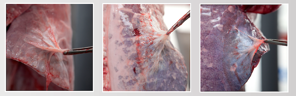 Foto’s.	Varkenslongen met App-achtige, dorsocaudale pleuritis letsels