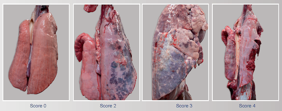 Foto’s.	Varkenslongen met dorsocaudale pleuritis score 0, 2, 3 en 4