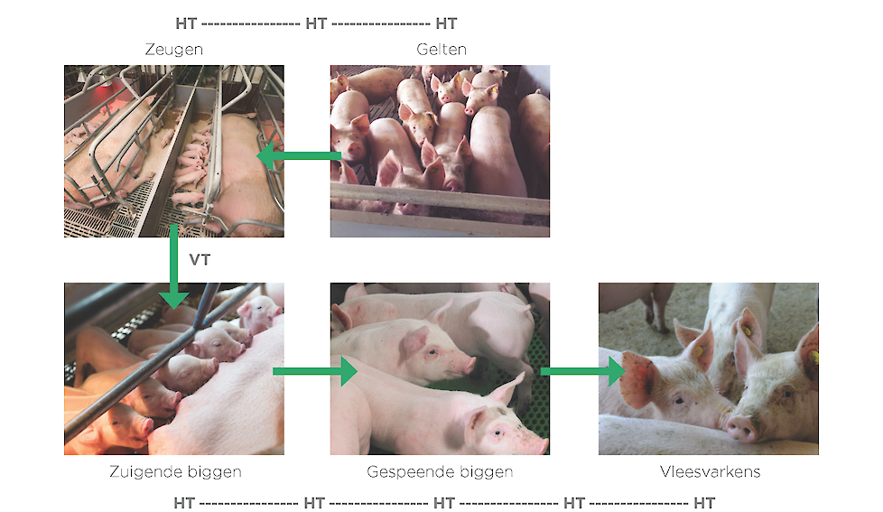 Horizontale transmissie (HT) en verticale transmissie (VT) van de App bacterie in een varkensbedrijf