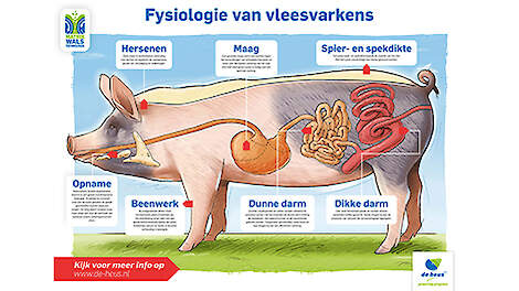 GRATIS deurposter fysiologie vleesvarkens