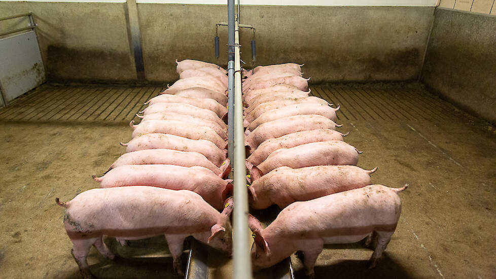 In de vleesvarkensstal gaan de dieren direct over naar de brij. Deze overgang pakken de dieren gewoon goed op. Sinds hier Matrix-wals-technologie is ingezet, zijn de hokken duidelijk droger geworden.