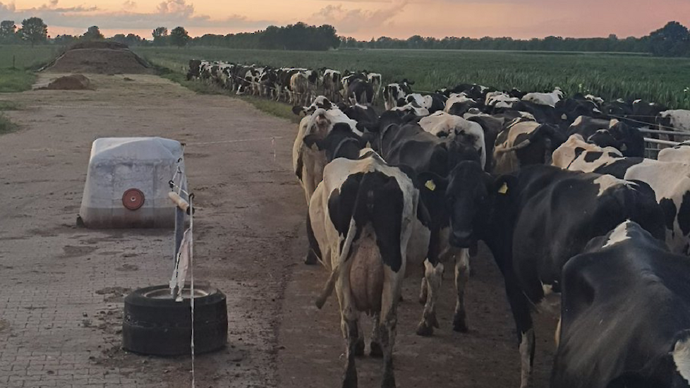 Jan Brouwer uit Nijeveen (DR): "Vanavond voor het eerst in de nacht weiden. Alsof ze voor het eerst naar buiten gingen. Zomerrooster als voor bereiding op de komende warme dagen. #geenhittestress"