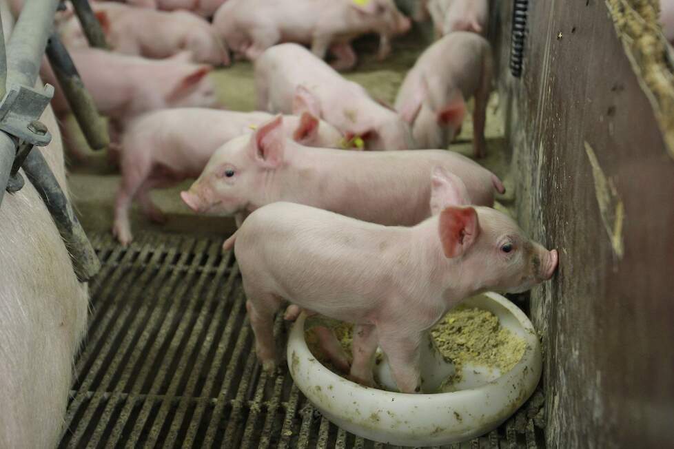 Thema-avond Pig Business Voeding 2020 Nederweert-Eind