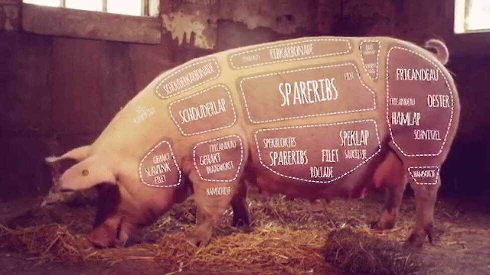 NVV film start offensief voor het Nederlandse varken