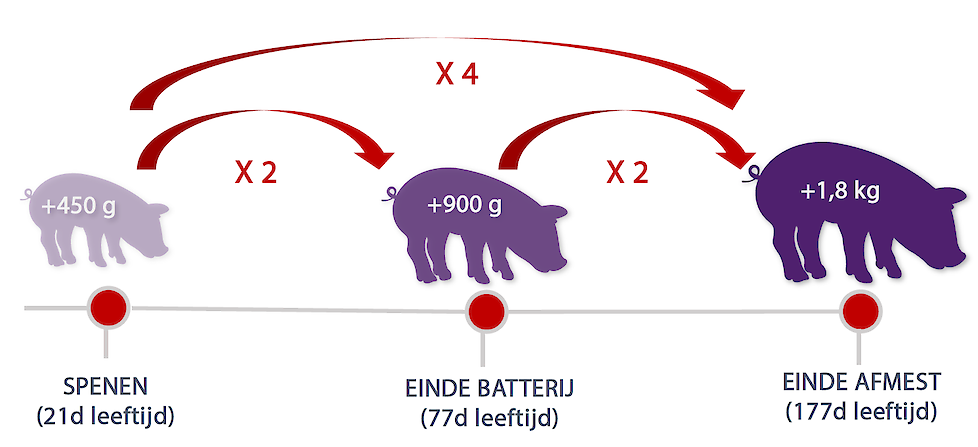 Het effect van een zwaarder speengewicht heeft niet alleen een invloed op de groei van de gespeende biggen, maar zet zich ook verder in de mesterij door, met een verdubbeling van het gewichtsverschil op het eind van de batterijfase en een verviervoudiging