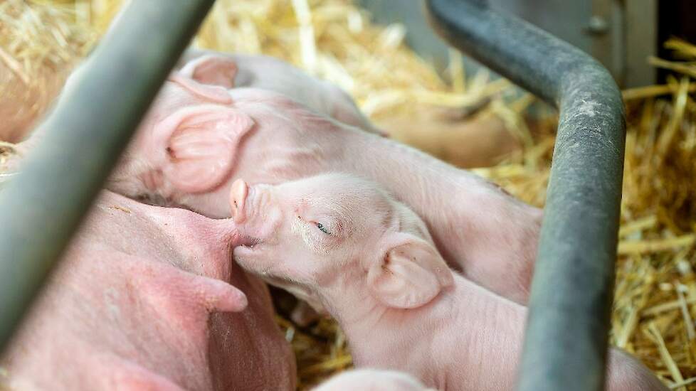 De biggen spenen ongeveer op zes weken, twee weken later dan in de gangabre varkenshouderij. „De zeug heeft daardoor meer hersteltijd en dat zorgt daarna voor betere en vitalere biggen”, aldus Adriaan.