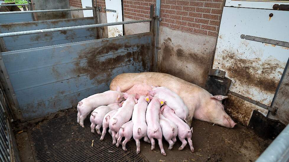 Alle varkens hebben een buitenverblijf waar ze het hele jaar door naar buiten kunnen. De biggen worden na het spenen gemengd in groepen van 50 tot 70 gehuisvest.