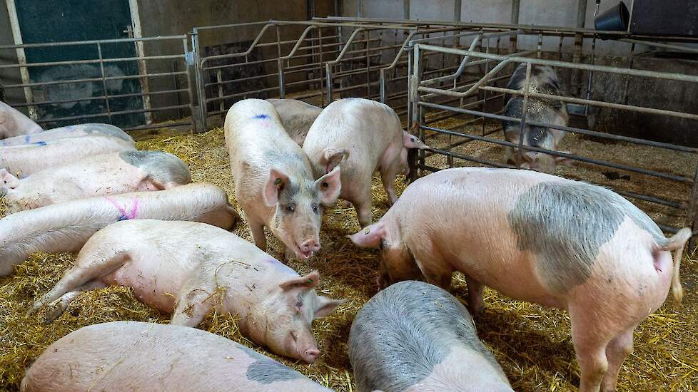 In het strohok liggen zo’n 25 gelten. Op de achtergrond in het eigen hok de zoekbeer. Als eindbeer gebruikt de familie de de TN Tybor (Tempo x Piétrain).  Inmiddels fokken ze al een aantal jaren de Topigs TN70-zeugenlijn.