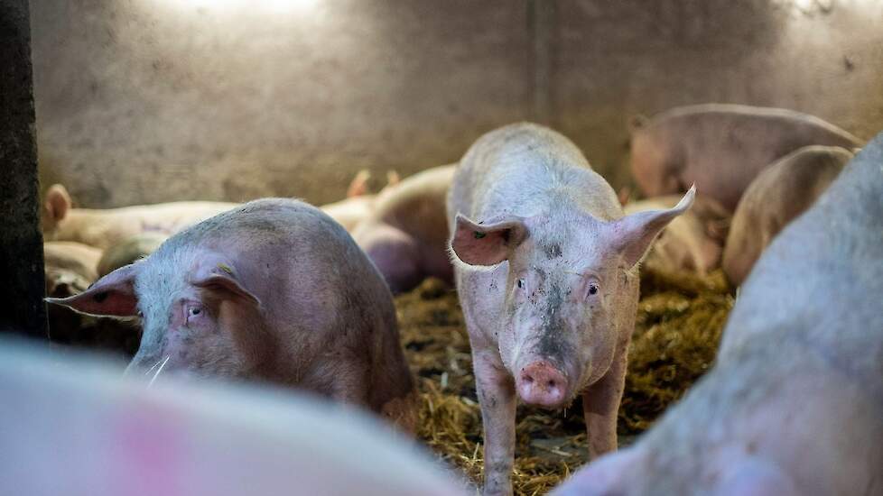 Toch staat een tweede locatie wel op het lijstje, zodat beide broers allebei hun eigen locatie kunnen runnen. „Zo ben je niet afhankelijk van elkaar als er ooit eens ruzie komt bijvoorbeeld", zegt Adriaan, terwijl hij daarna naar Jochem kijkt. „Maar we ku