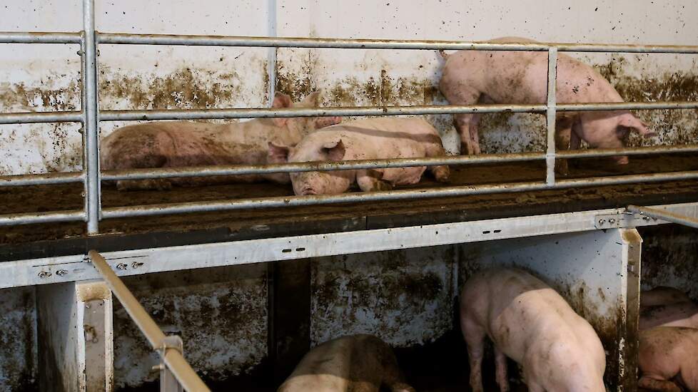 De volledige ruimte van de hokken, inclusief de etagevloer wordt gebruikt door de varkens. Ook is volop afleidingsmateriaal aanwezig in de hokken.