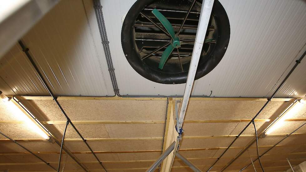 Gerrits koos voor plafondventilatie. Midden boven de voergang hangt een zeildoek om de luchtcirculatie te sturen.