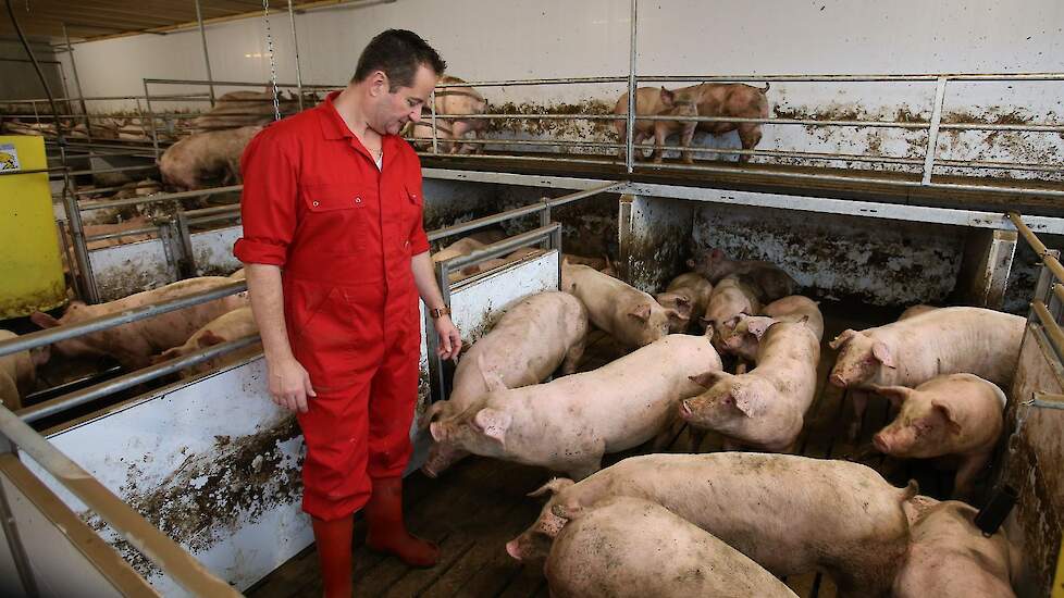 De nieuwe etagestal van Hans Gerrits in Boven Leeuwen (Gld.) is sinds november 2020 in bedrijf. Het biedt ruimte aan 880 dieren.