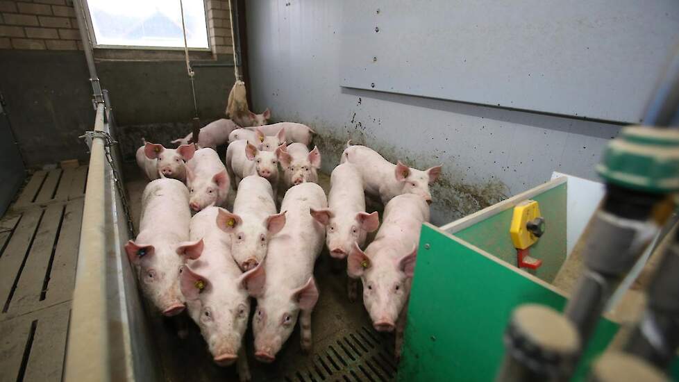 De techniek wordt momenteel toegepast bij kraamzeugen, gespeende biggen en vleesvarkens. De hokindeling is bij de gespeende biggen en de vleesvarkens hetzelfde: in het voorste gedeelte bij de voerbak en waterdrinknippel zit een waterkanaal onder de rooste