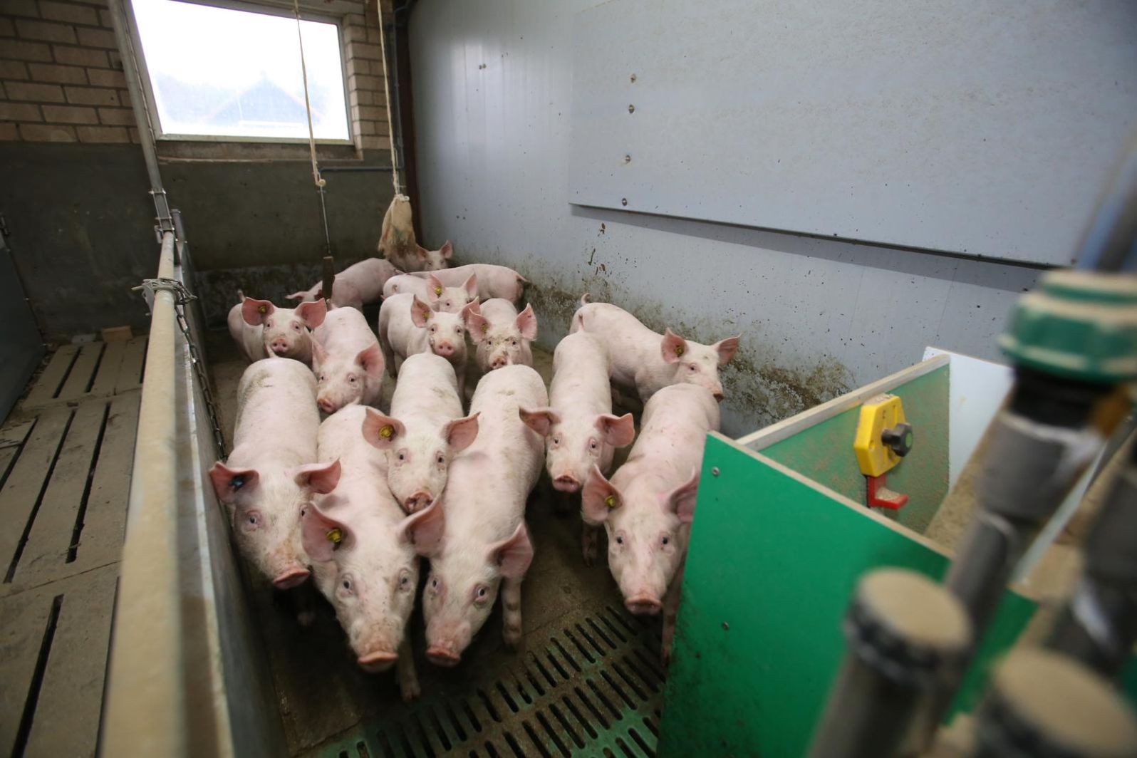 Kaal Beschuldiging Filosofisch Fotoserie: 85 procent reductie van ammoniak via dagontmesting in Stal van  de Toekomst | Pigbusiness.nl - Nieuws voor varkenshouders