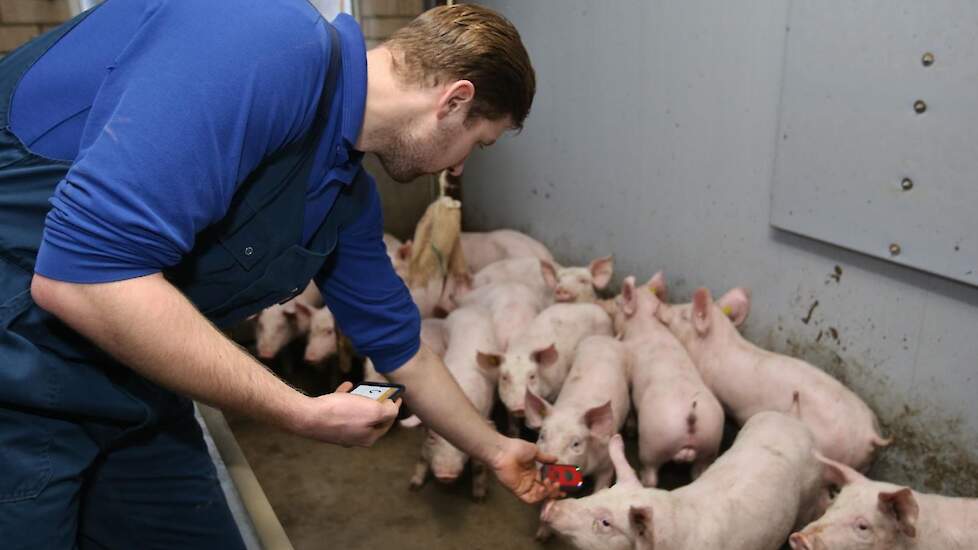 Met de oormerken kan elk dier gevolgd worden tot aan de slachtlijn. „Hans Verhoeven (collega Sje, red.) en ik weten dat we enorme resultaten halen mede dankzij de dagontmesting en dat zien we ook in het kwartaalrapport dat we van KDV krijgen. We zien dat