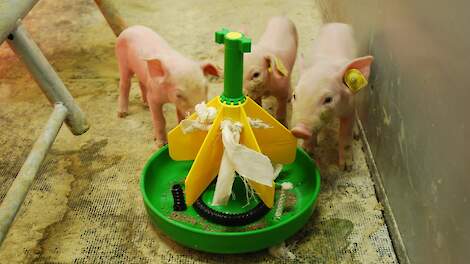 Alle biggen leren eten voor het spenen: Geen speendip meer, maar wel een betere voeropname en een hogere groei