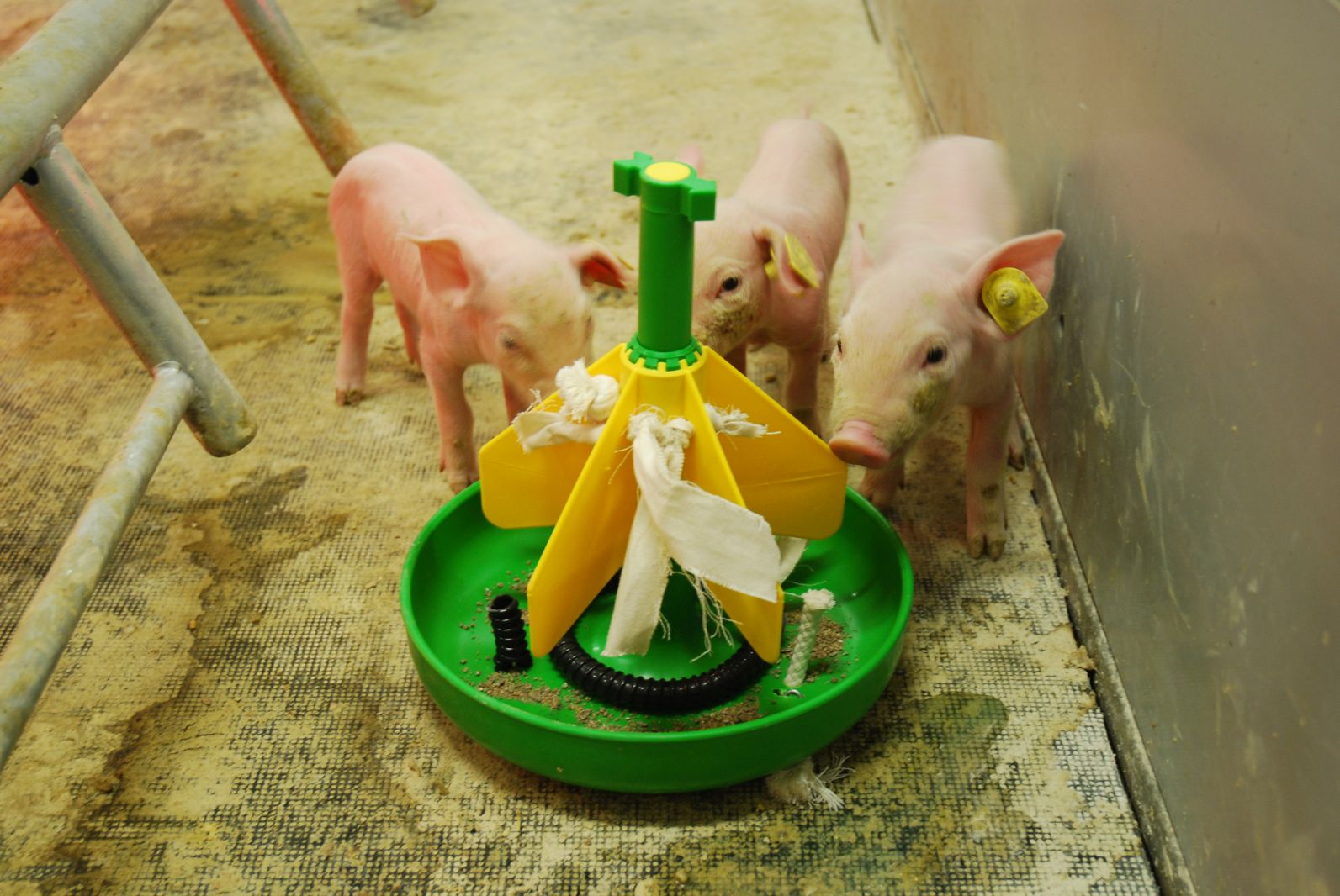 Coppens Diervoeding › Alle leren eten voor het spenen | Pigbusiness.nl Nieuws voor varkenshouders