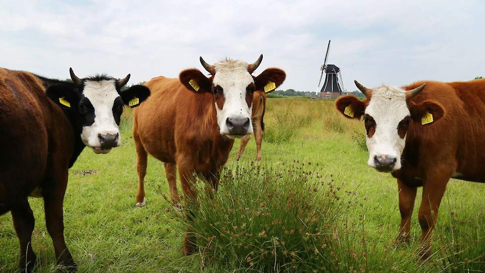 Blaarkoppen fosfaat knelgevallen ontheffing