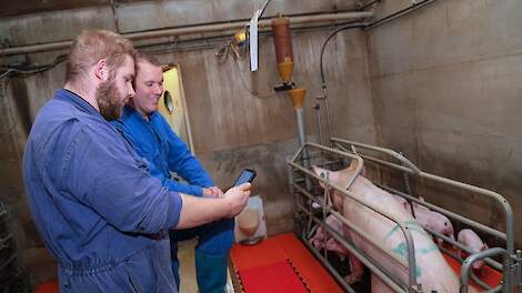 Medewerker Brian Okken en Nick Bosman van voerleverancier Feijen-Geurts in de kraamstal.