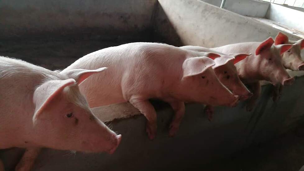 De varkens slachten ze zelf en de verkoop doen ze in eigen lokale restaurants en slagerijen. Ook verkopen ze levende varkens aan handelaren.