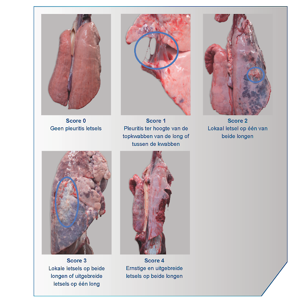 Lungprogram, longonderzoek, pleuritis, longkwabben, varkens, slachtlijn, ceva