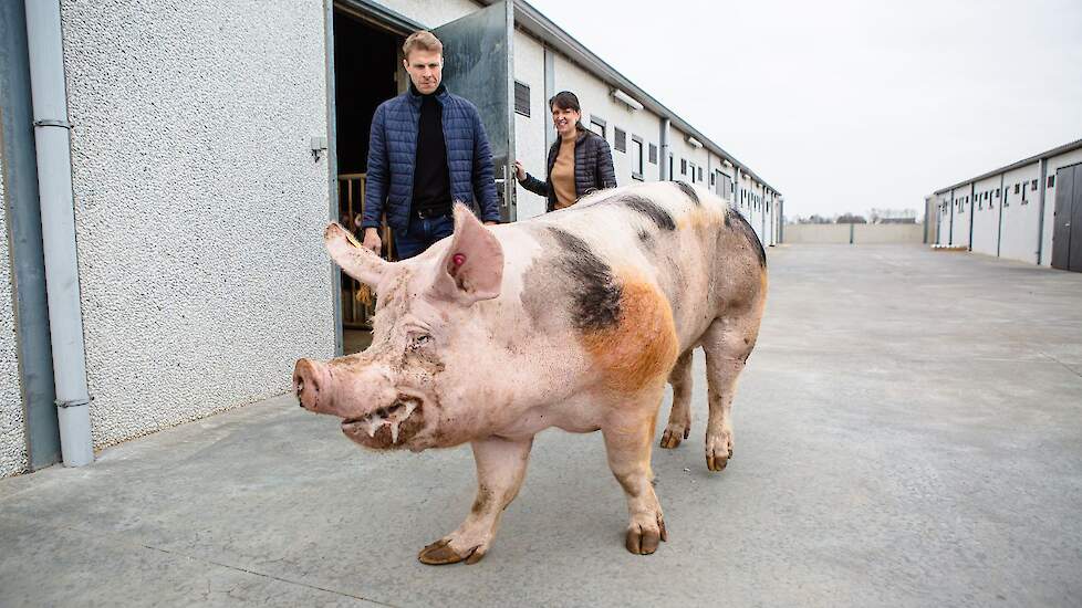 Het feestvarken zelf laat het allemaal begaan. Zefke blijft tot op zijn oude dag in Krombeke waar hij goed wordt verzorgd en geniet van zijn sterrenstatus.