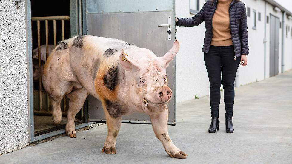 Zefke wandelt fier de stal uit.