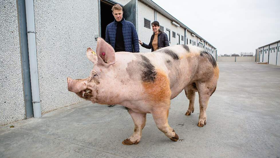 Zefke wandelt fier de stal uit.