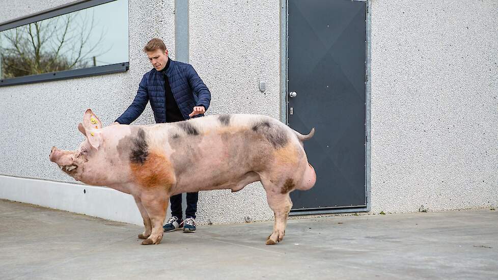 Zefke heeft de hoogste index (157) behaald en overtreft dus vlot de andere beren die een gemiddelde van 100 halen. Enkele fokwaarde-cijfers van Zefke: jeugdgroei (154), levensgroei (191) en voederconversie (132).