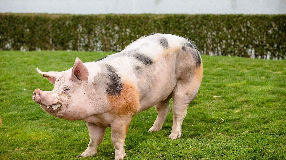 Een wandelingetje door het gras weet Zefke duidelijk te waarderen.