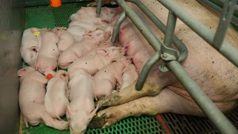Post: „Via een managementsysteem kunnen we zo alle varkens volgen. We weten van de geboorte tot de aflevering als vleesvarken wat er is gebeurd: zo weet je het geboortegewicht, de eventuele afwijkingen en het voerverbruik bijvoorbeeld”, legt Post uit.