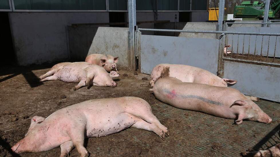 De tegels lopen onder alle buitenverblijven van de varkens door.