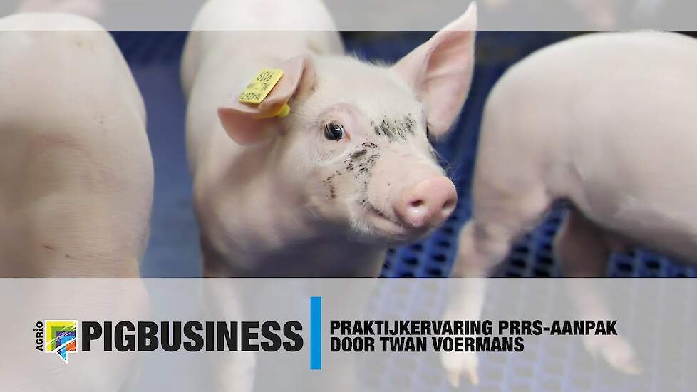 Praktijkervaring PRRS-aanpak door Twan Voermans