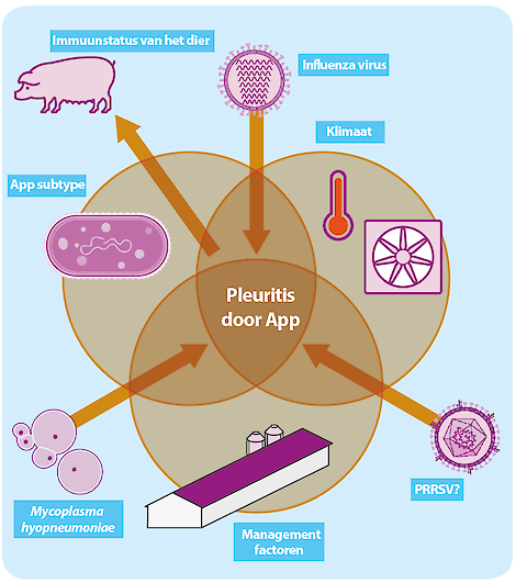 Pleuritis door App kan veroorzaakt worden door een veelheid van factoren. Interactie tussen App, omgevingsfactoren, management, de immuunstatus van het varken en co-infecties beïnvloeden het ziektebeeld.