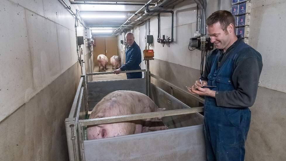 Op aanraden van AR varkensspecialist Marcel Schennink zijn ze een paar jaar geleden gestart met het wegen van de zeugen en het meten van de spekdikte om meer zicht te krijgen op de conditie van de zeugen en de voeding hierop af stemmen.